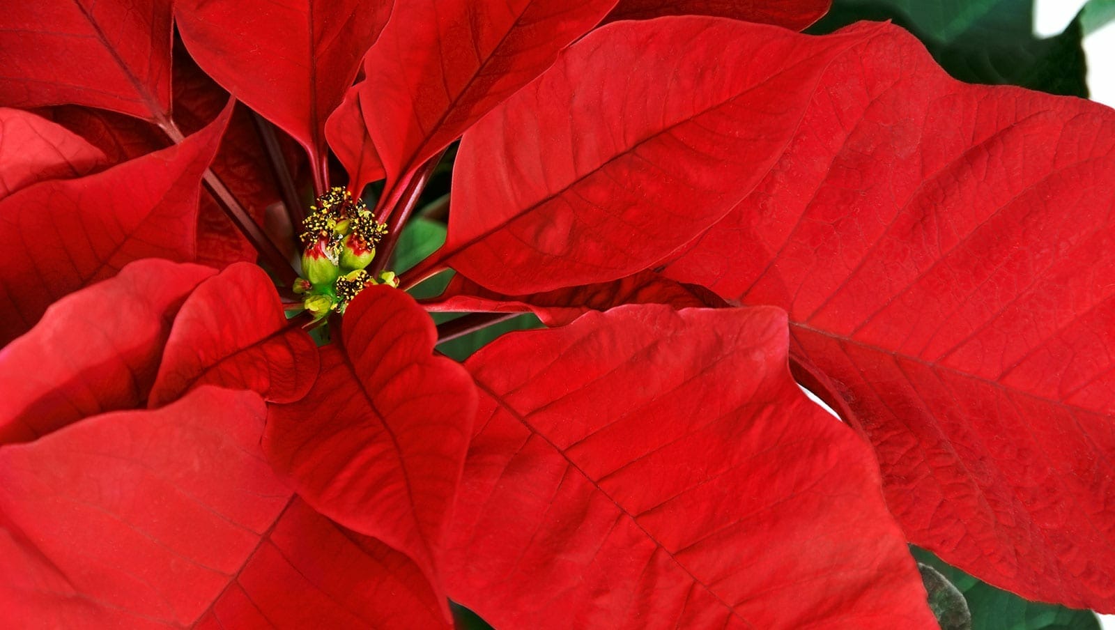 christmas pointsettias